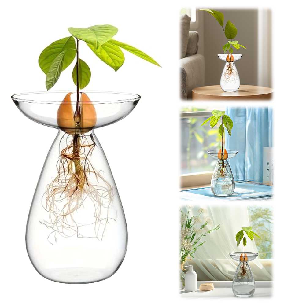 Propagation Station Vase - Avocado-Samen-Starter-Vase Transparente Pflanzenvermehrungsstation Glas-Avocado-Baum-Blumenvase für den