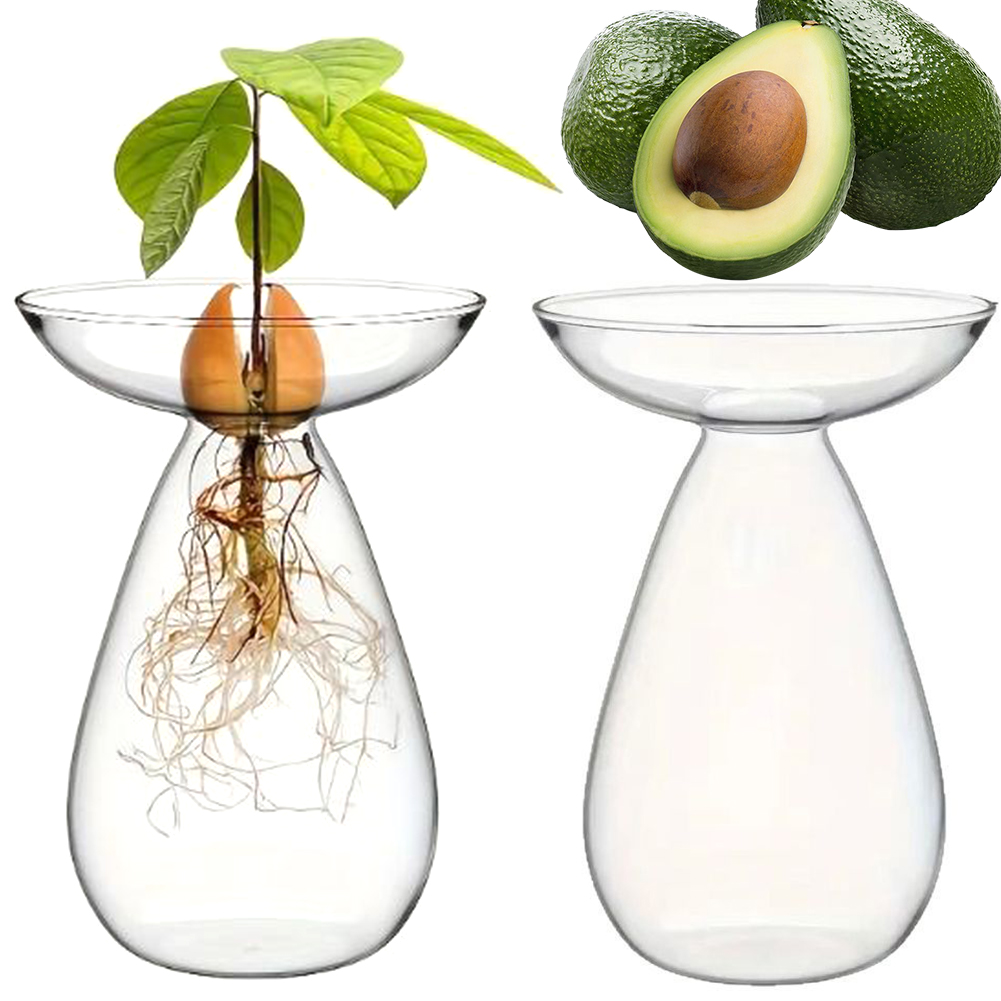 Avocado-Samen-Startervase, tra – Propagation Station Vase Bewertung und Preis